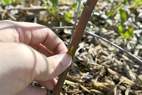 scratch test on plants|scratch test for tree trunk.